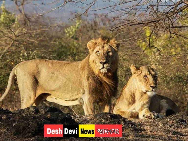 સિંહોમાં કોરોના નીકળતા ગુજરાતમાં ફફડાટ : વન વિભાગના તમામ કર્મચારીઓનો કોરોના ટેસ્ટ.