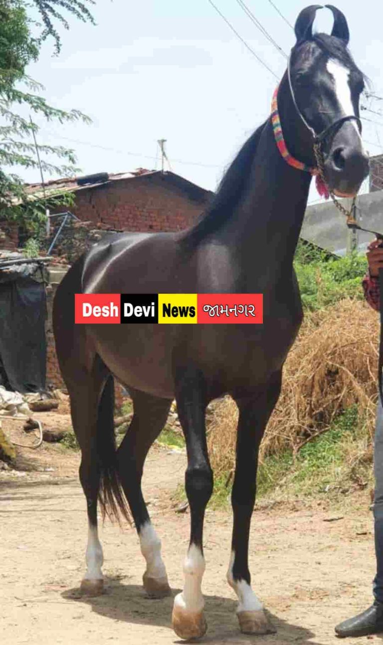 કાલાવડના લલોઈ ગામમાં વાડી ફરતે ફેન્સીંગમાં જીવતો વીજ શોક રાખતા ઘોડીનું મોત: વાડી માલીક સામે ફરીયાદ
