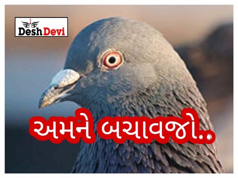 આવતીકાલે મકરસંક્રાંતિમાં ઘાયલ પક્ષીઓની સારવાર માટે હેલ્પલાઇન નંબરો જાહેર કરાયા