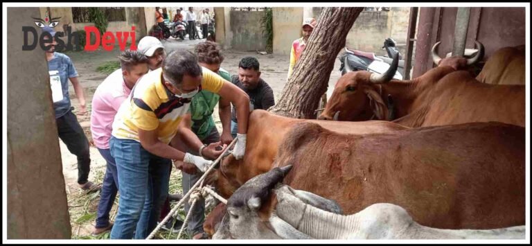 જામનગરમાં લમ્પી વાઈરસથી ગાયોના મોતને પગલે તાત્કાલિક રસીકરણ શરૂ કરાવતા : સીટી ઇજનેર