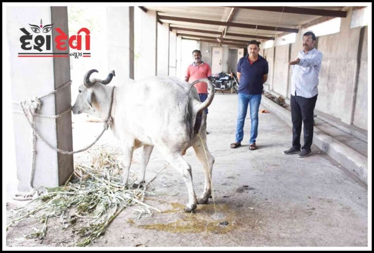 જામનગરમાં રખડતા-ભટકતા ઢોરના મુદ્દે ડે.કમિશ્નર વસ્તાણીનું ચલક ચલાણું: કોર્પોરેટર આકરા પાણીએ