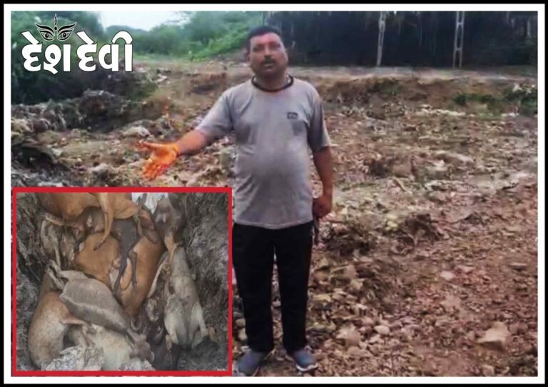 જામનગરમાં ગાયોના રજડતા મૃતદેહને લઈ ક્રોંગ્રેસ પ્રમુખ લાલઘુમ: સતાનો નશો ચૂર થવાનો શ્રાપ આપ્યો : જુવો Video