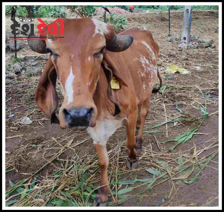 જામનગરમાં વધુ બે ઢોર માલીકો વિરૂદ્ધ ફરિયાદ: આંક વધશે :ફફડાટ