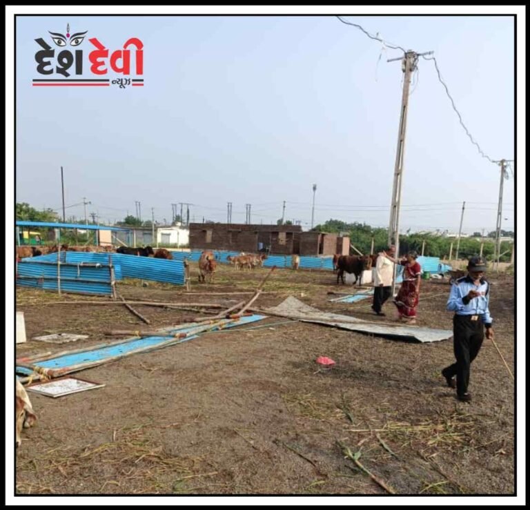 જામનગર મનપાના ઢોર ડબ્બામાંથી પશુપાલકો તોડફોડ કરી ૧૫૦ ઢોર છોડાવી ગયા