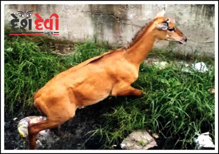 જામનગરમાં નિલગાયની ”ઉછળ કુદ” બની આકર્ષણનું કેન્દ્ર: જુવો VIDEO
