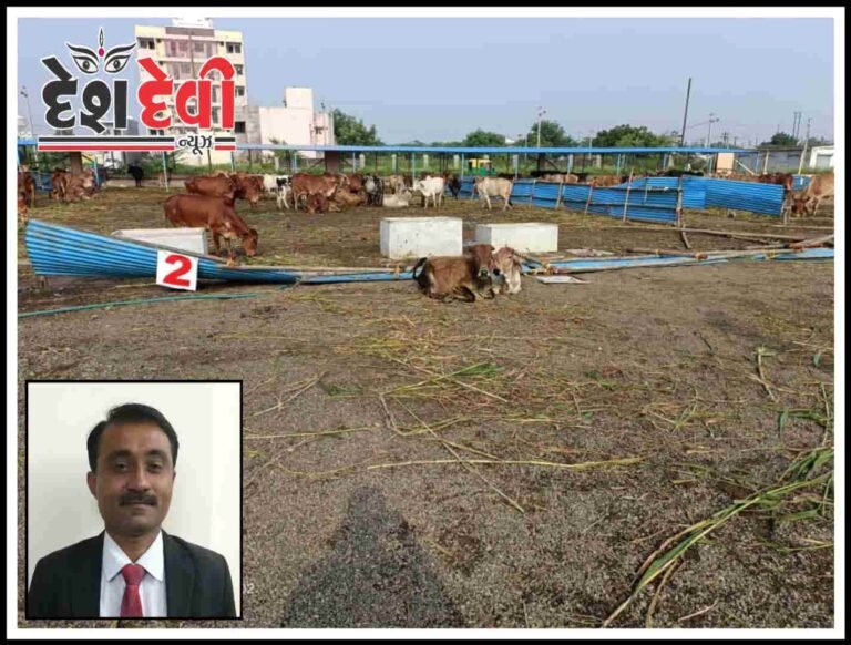 મનપાના ઢોર ડબ્બામાંથી 162 પશુઓ છોડાવાના ગુનામાં 6 આરોપીને જામીન મુક્ત કરતી સેસન્સ કોર્ટ