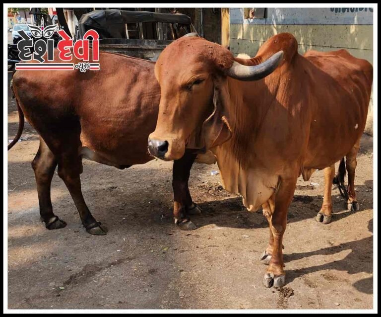 બાઈક સવાર સાથે ખૂંટીયો અથડાતા શ્રમિકનું કમકમાટીભર્યું મોત