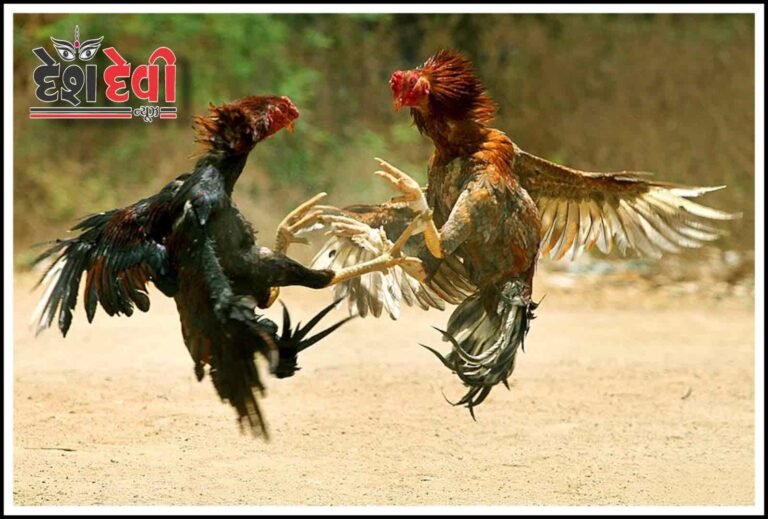 ચિકન વેચવા બાબતે માંસના વેપારી ઉપર ધોકાવારી : 2 મહિલા સહિત 5 સામે ફોજદારી