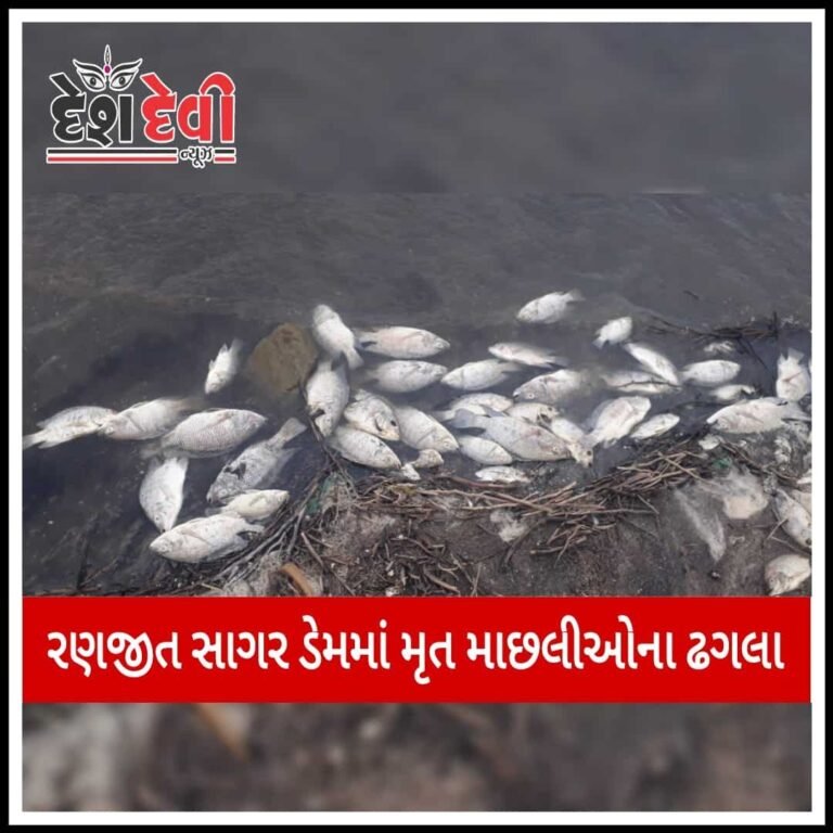 જામનગર રણજીત સાગર ડેમમાં માછલાઓના ટપોટપ મોત : જુઓ VIDEO