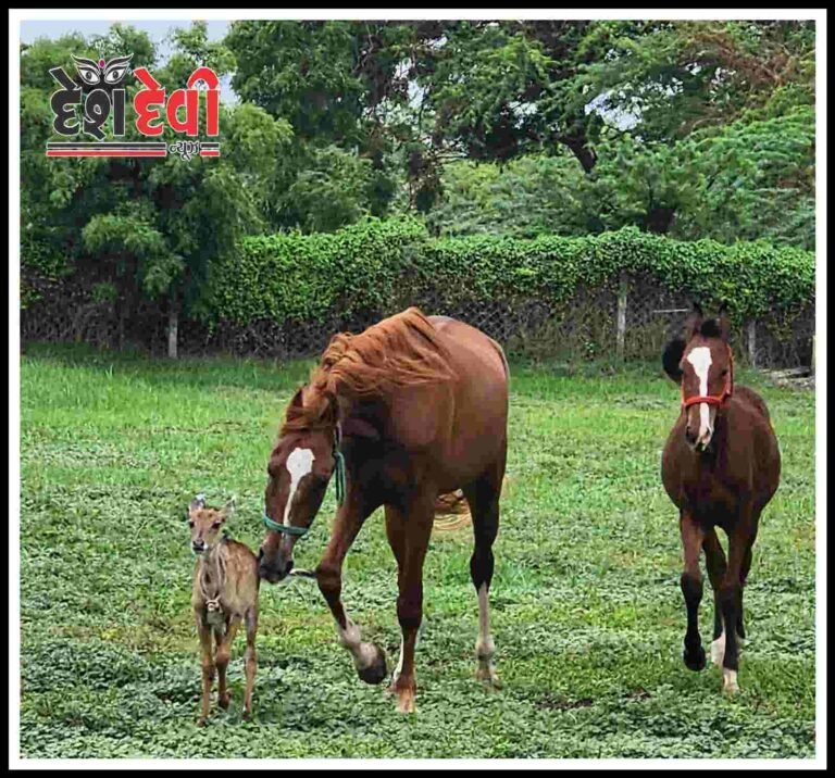 અજીબોગરીબ ઘટના : જામનગરમાં નીલગાય (રોઝડું)એ અશ્વને માતા માની : હવે જંગલમાં જવું ગમતું નથી