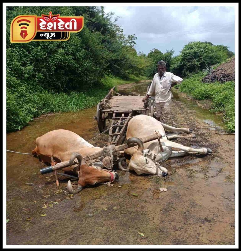 ખંભાળિયા પંથકમાં ગાડા પર વીજવાયર પડતા બે બળદના મોત