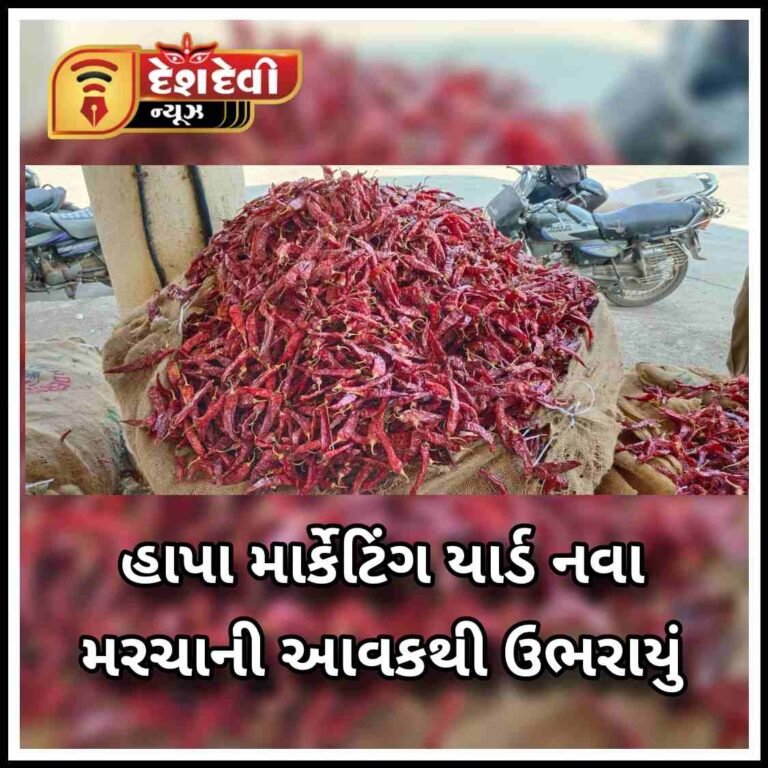 જામનગરનું હાપા માર્કેટિંગ યાર્ડ નવા મરચાની આવકથી ઉભરાયું