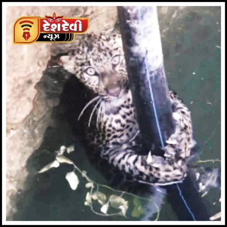 જામજોધપુરના બાલવા ગામે કૂવામાં દીપડો ખાબક્યો : વનવિભાગનું રેસ્ક્યું