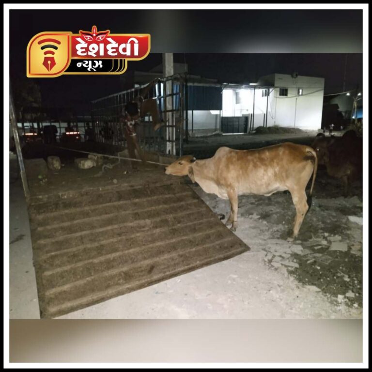જામનગરમાં બાળકને અડફેટ લેનાર પશુને ઢોરના ડબ્બે મોકલાવી