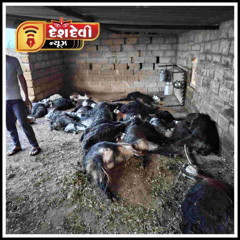 જામજોધપુરના બમથીયા ગામે વિજડી પડતા ૧ યુવાન અને ૪૦ ઘેટા-બકરાના મોત