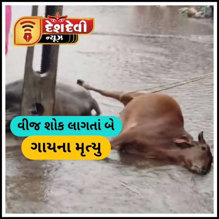જામનગરમાં ચાલુ વરસાદે વીજ શોક લાગતાં બે ગાયના મૃત્યુ