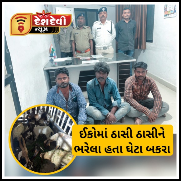 જામનગર ટ્રાફિક પોલીસ દ્વારા ૧૩ ઘેટા બકરાને બચાવી લેવાયા : ૩ ની અટકાયત