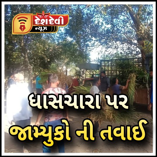 જામનગરમાં કાલાવડના નાકા બહાર સાત ઘાસચારા ના વાડા પર જામ્યુકો નું બુલડોઝર ફેરવાયું