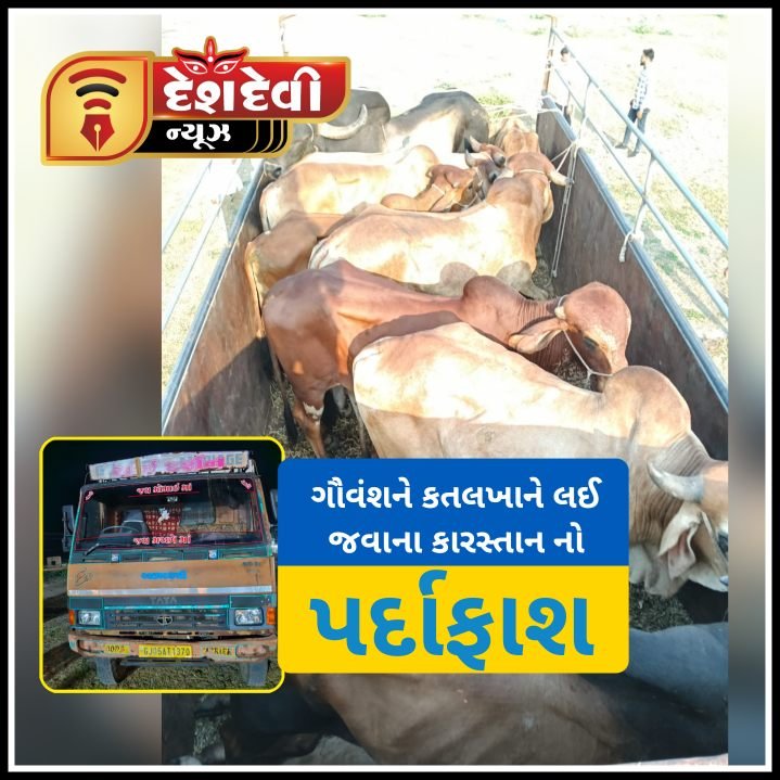 જામનગર ના ખિલોસ ગામેથી ૧૨ જેટલા ગૌવંશને કતલખાને લઈ જવાનું કારસ્તાન પકડાયું