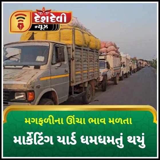 જામનગરમાં દિવાળી પૂર્વે મગફળીની આવકને લઈને માર્કેટિંગ યાર્ડ ભારે ધમધમતું થયું