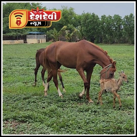 જામનગર જિલ્લામાં ગઈકાલથી હવામાનમાં પલટો આવ્યા બાદ આજે વરસાદી ઝાપટા વરસ્યા