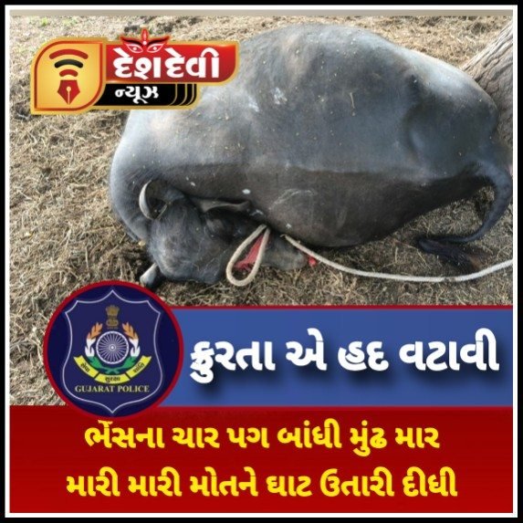 જામનગર : કાલાવડના નાનીભગેડી ગામે ભેંસના ચાર પગ બાંધી મોતને ઘાટ ઉતારી દીધી