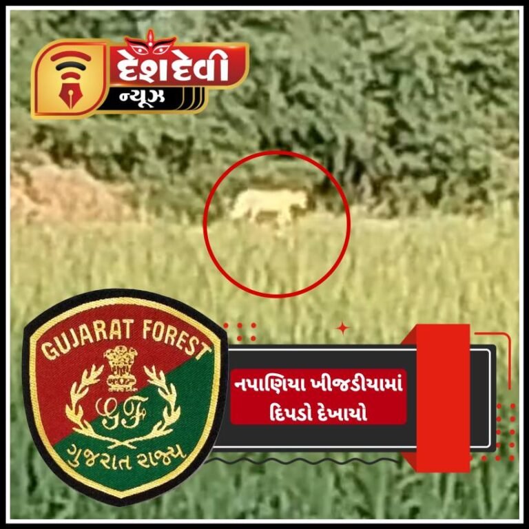 જામનગર : કાલાવડ ના નપાણીયા ખીજડીયા માં દીપડો નજરે ચડત ખેડૂતો ભયભીત