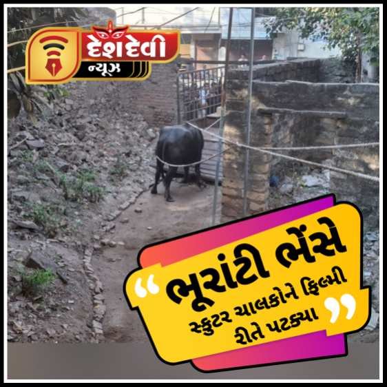 જામનગરના પંચેશ્વર ટાવર પાસે ભેંસ ભૂરાટી થતા ૩ સ્કુટર , એક રીક્ષાને ફિલ્મી રીતે પટક્યા